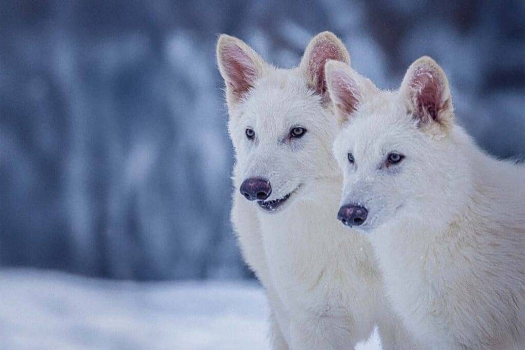 Two Arctic wolves with white fur standing close together in a snowy environment.