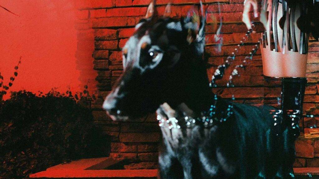 A black dog wearing a silver collar, partially visible with a blurred background.