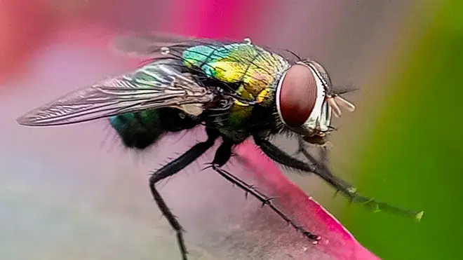 A close-up image of a fly with iridescent green and blue colors resting on a leaf.